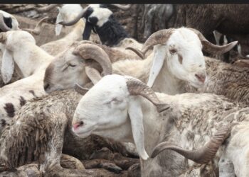 Lagos Bans Roadside Ram Sales Ahead of Eid-el-Kabir*