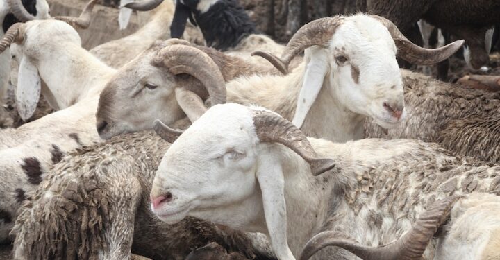 Lagos Bans Roadside Ram Sales Ahead of Eid-el-Kabir*