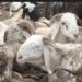 Lagos Bans Roadside Ram Sales Ahead of Eid-el-Kabir*